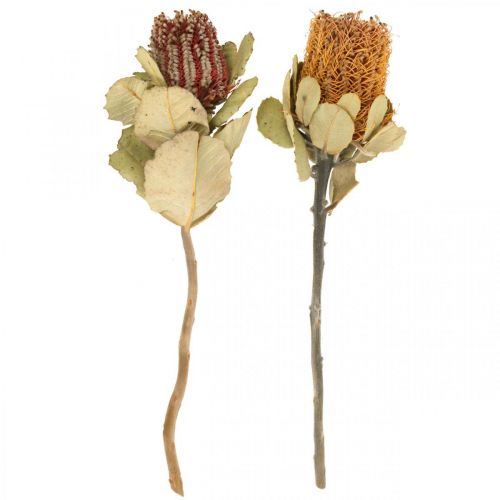 Floristik24 Banksia coccinea džiovintos gėlės natūralios 10 vnt
