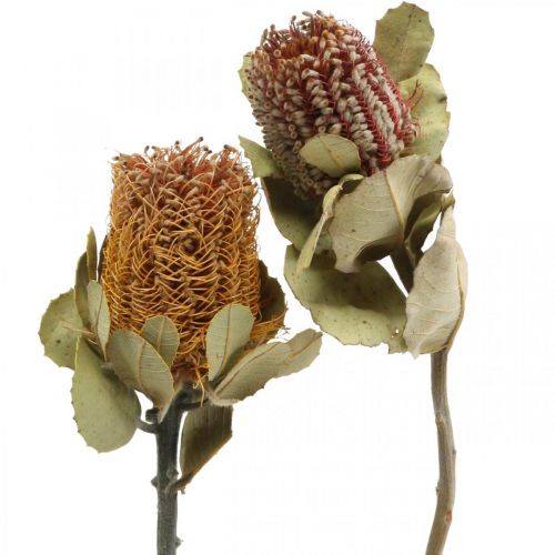 Banksia coccinea džiovintos gėlės gamta 10vnt