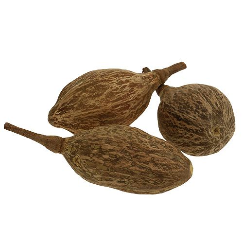 Floristik24 Baobabo vaisiai nulupti 15cm - 20cm natūralūs 5 vnt