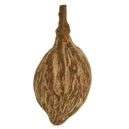 Floristik24 Baobabo vaisiai nulupti 15cm - 20cm natūralūs 5 vnt