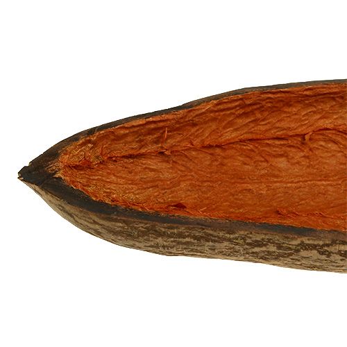 Floristik24 Baobabo dubuo natūralus 30cm - 38cm nuluptas