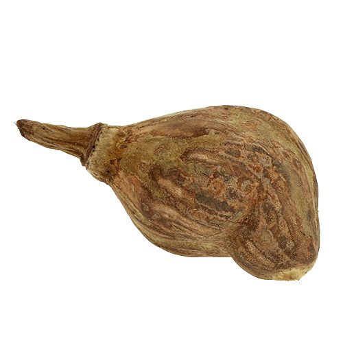 Floristik24 Baobabas mini nuluptas natūralus 8cm - 12cm 250g