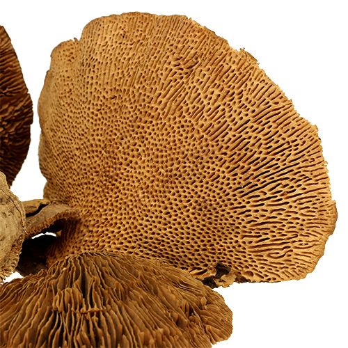 Floristik24 Natūrali medžio kempinė 2kg