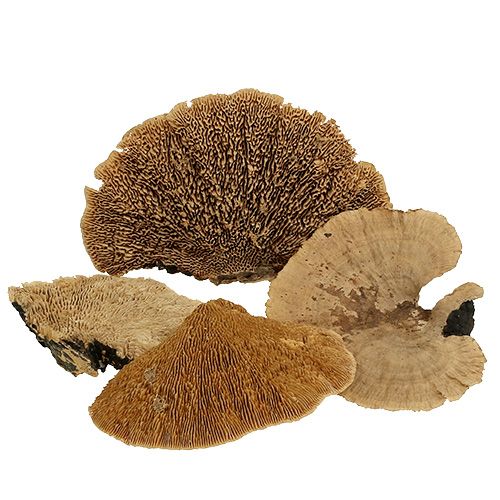 Floristik24 Medžių kempinė gamta 500g
