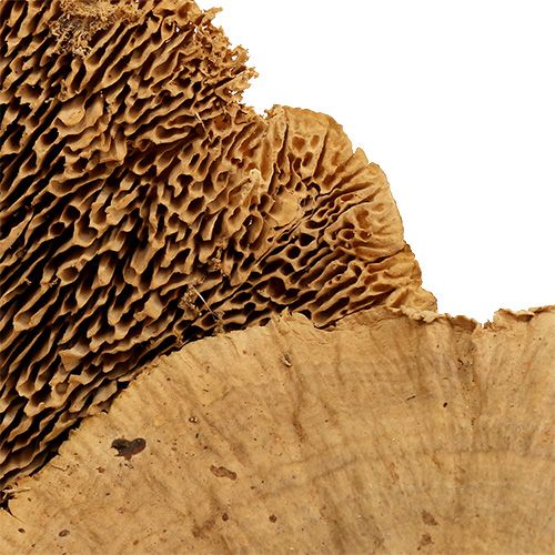 Floristik24 Medžių kempinė gamta 500g