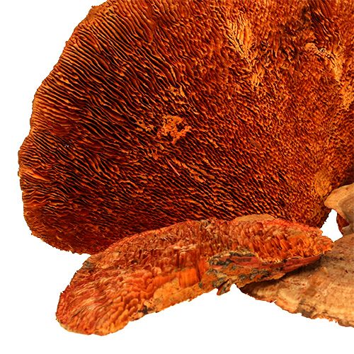 daiktų Medžio kempinė oranžinė 1kg