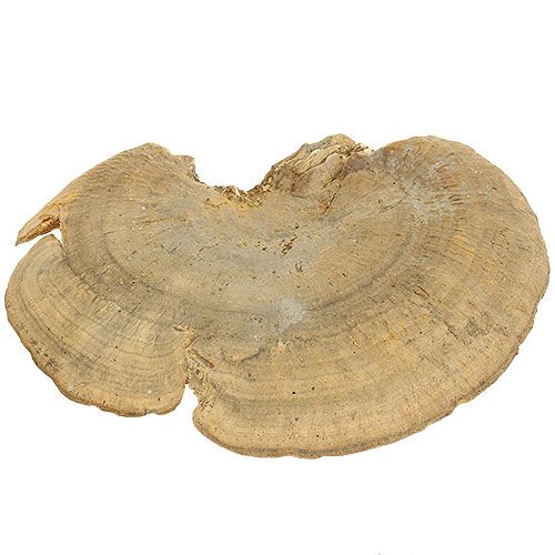 Floristik24 Medžio kempinė natūralūs dekoratyviniai grybai džiovinti 6cm 1kg