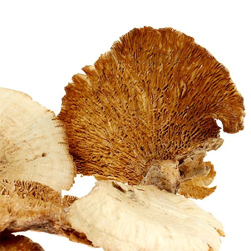 daiktų Medžio kempinė balinta 1kg