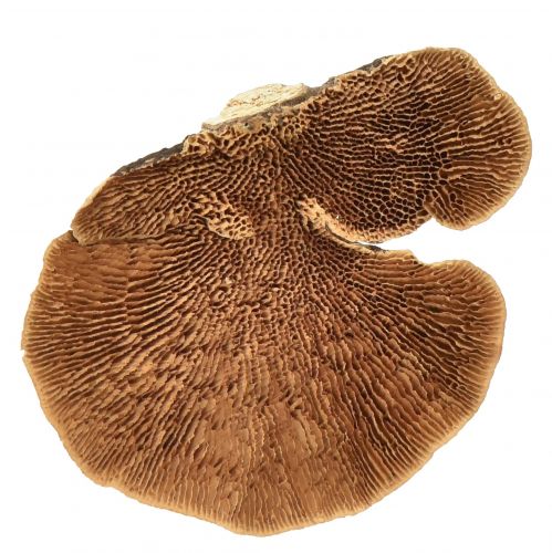Floristik24 Medžio kempinė mažų natūralaus medžio grybų puošmena 4-6cm 1kg