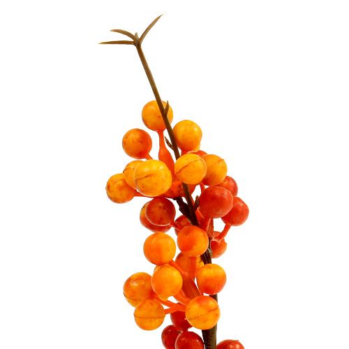 Floristik24 Uogos šakelė oranžinė L 30cm 12vnt
