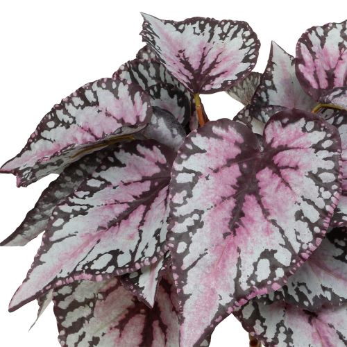 Floristik24 Dirbtinis begonijos krūmas Bordeaux 37cm