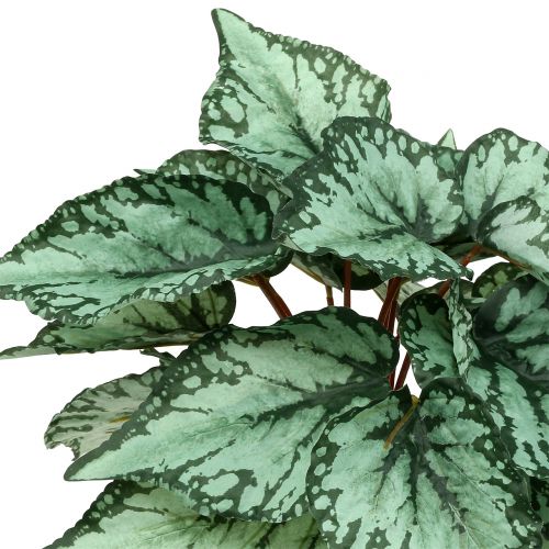 Floristik24 Dirbtinis begonijos krūmas dirbtinis augalas žalias 34cm