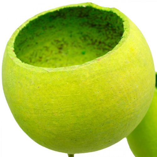 daiktų Varpelio puodelis ant pagaliuko Green Dried Exotics 15 vnt