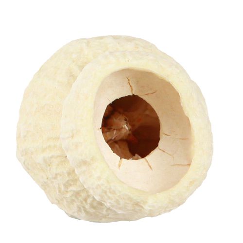 daiktų Džiovintas varpinis vaisius balintas 2,5-3,5cm 500g