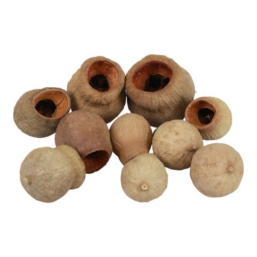 Floristik24 Bellgum varpinis vaisius kapsulinis vaisius natūralus dekoravimas rudas 500g