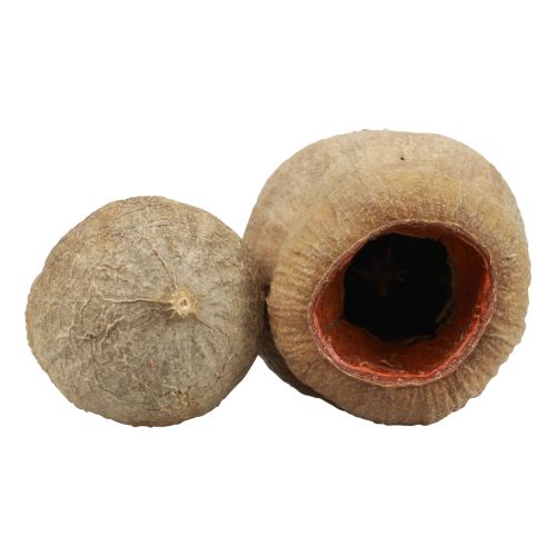 Floristik24 Bellgum varpinis vaisius kapsulinis vaisius natūralus dekoravimas rudas 500g