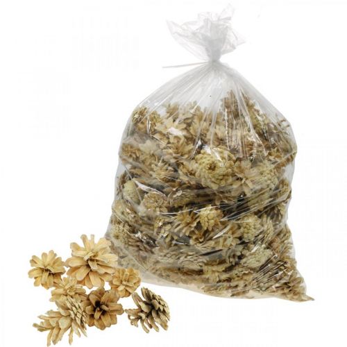 Floristik24 Kalnų kankorėžiai maži kreminiai 1kg
