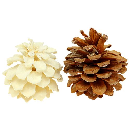Floristik24 Kalniniai kankorėžiai maži balinti 3,5-5cm 1kg