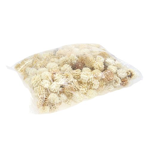 Floristik24 Kalniniai kankorėžiai maži balinti 3,5-5cm 1kg