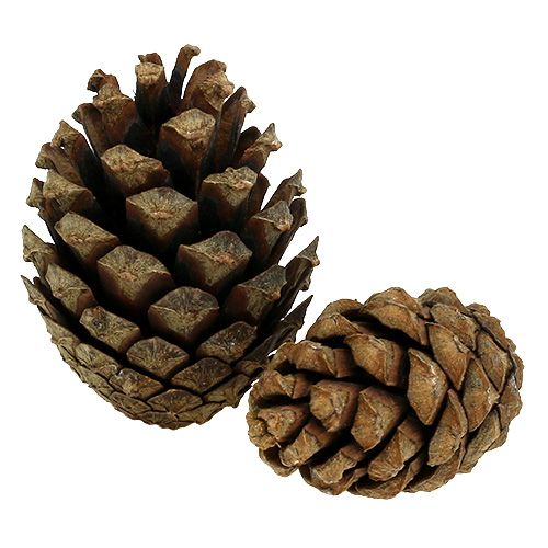 Floristik24 Kalniniai kankorėžiai Kankorėžiai 2kg