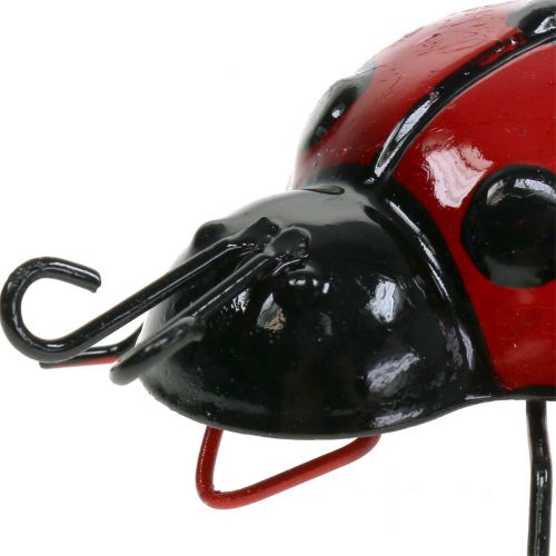 Floristik24 Boružėlė 10cm