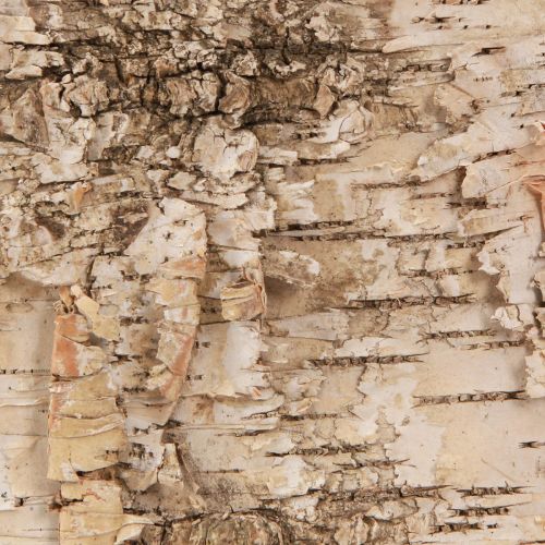 Floristik24 Dekoratyvinės beržo žievės juostelės natūralios baltos 48×15cm 6 vnt