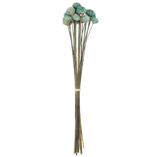Floristik24 Juoda Daisy Dažytos Džiovintos Gėlės Mėlynos H38-40cm 20 vnt