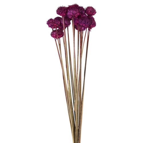 Wild Daisy džiovintų gėlių dekoracija violetinė H36cm 20vnt