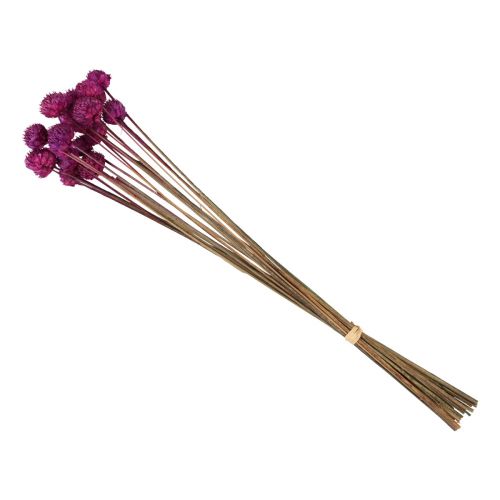 Floristik24 Wild Daisy džiovintų gėlių dekoracija violetinė H36cm 20 vnt
