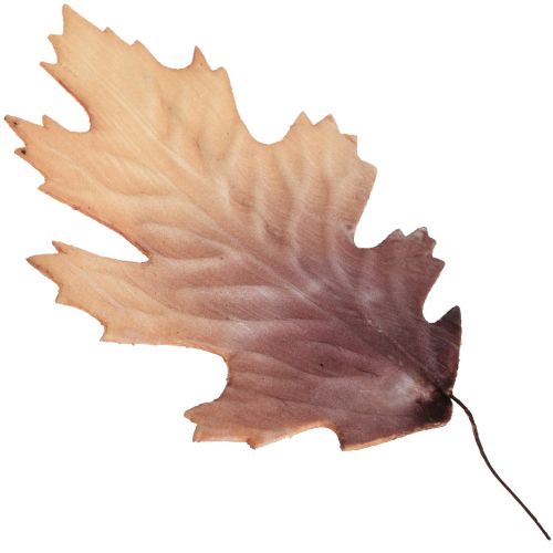 Floristik24 Raudonojo ąžuolo lapai rudens lapai deko lapai deko 13×19cm 12vnt