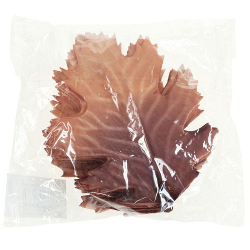 Floristik24 Raudonojo ąžuolo lapai rudens lapai deko lapai deko 13×19cm 12vnt