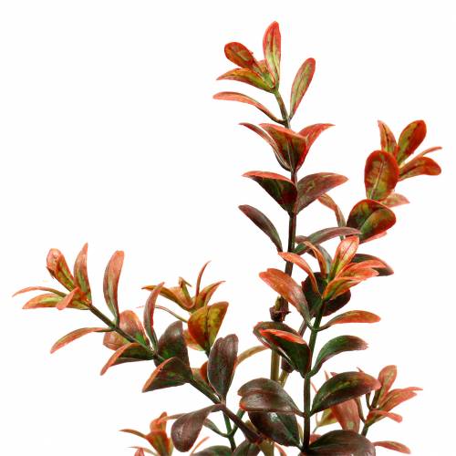 Floristik24 Dekoratyvinė buksmedžio šakelė rudeninė 50cm