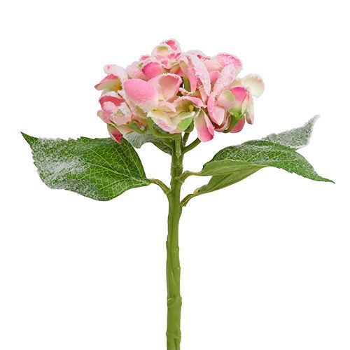 Floristik24 Rožinė hortenzija su sniegu 33cm 4 vnt