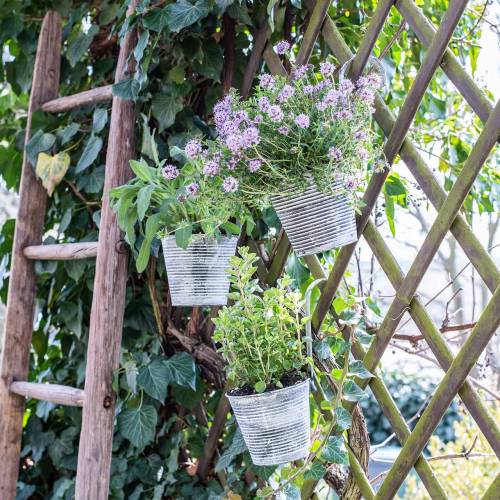 Floristik24 Gėlių vazonas metaliniam senoviniam kremui pakabinti Ø13cm H11,5cm