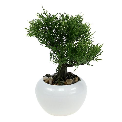 Floristik24 Bonsai medis vazone H20cm