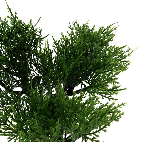 Floristik24 Bonsai medis vazone H20cm