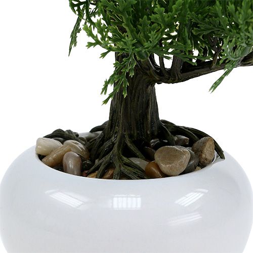 Floristik24 Bonsai medis vazone H20cm