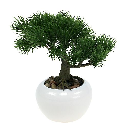 Floristik24 Bonsai medis vazone 19cm 1vnt