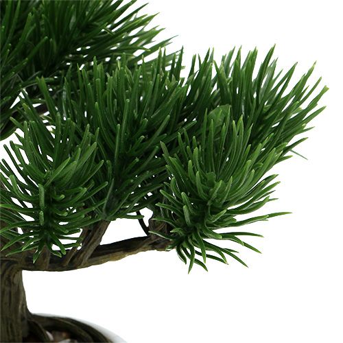 Floristik24 Bonsai medis vazone 19cm 1vnt