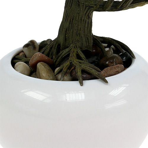 Floristik24 Bonsai medis vazone 19cm 1vnt