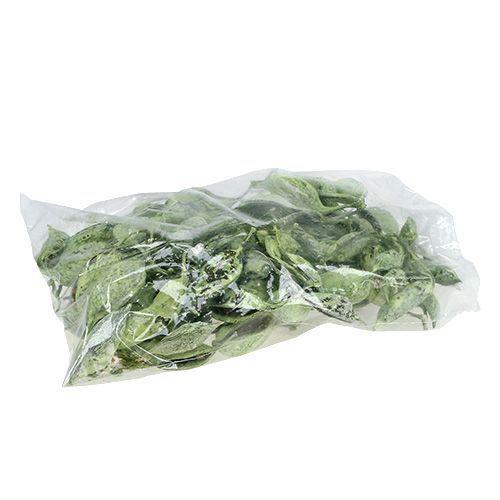 daiktų Brachyciton Green matinis 500g