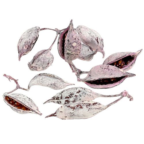 Brachyciton gervuogių glazūra 500g