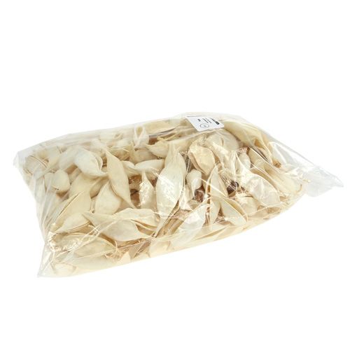 daiktų Brachyciton balintas 500g