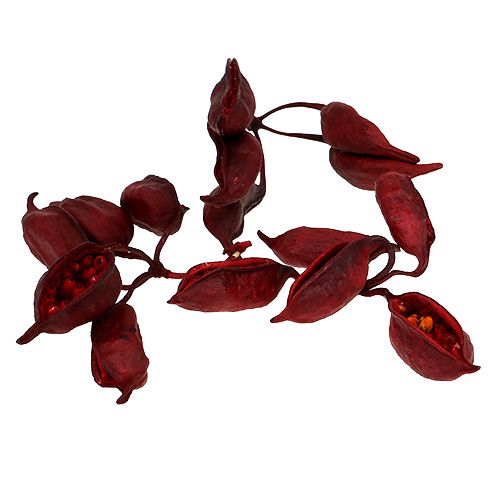 Floristik24 Brachyciton Red 500g