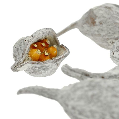 daiktų Brachyciton skalbtas baltas 500g