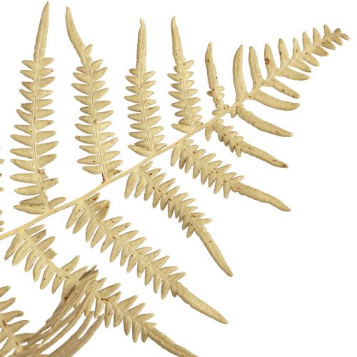 daiktų Džiovintos gėlės dekoratyvinis papartis džiovinti paparčio lapai 70cm 10 vnt