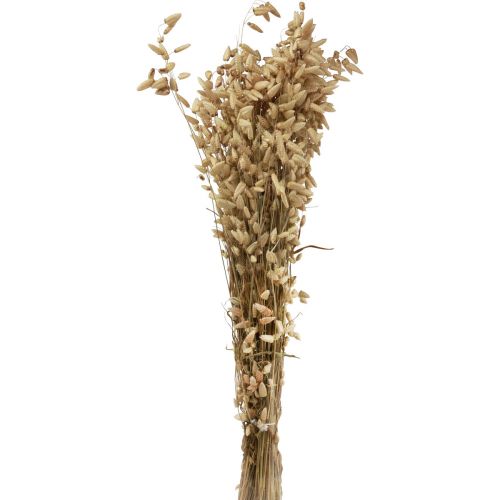 Floristik24 Džiovintų gėlių drebėjimo žolė natūrali Briza dekoratyvinė žolė 60cm 100g