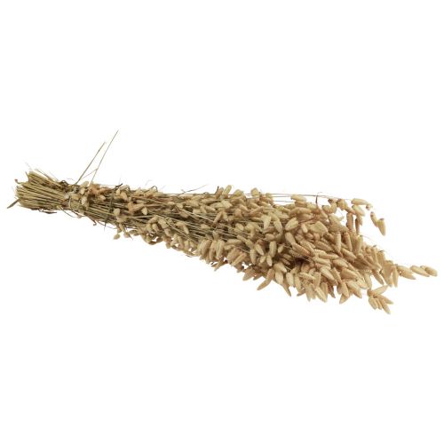 Floristik24 Džiovintų gėlių drebėjimo žolė natūrali Briza dekoratyvinė žolė 60cm 100g