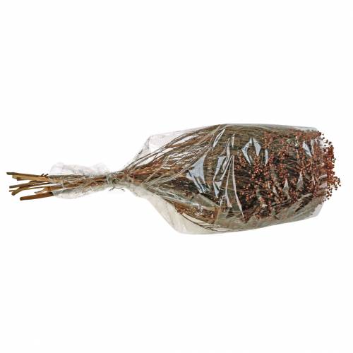 Floristik24 Džiovintų gėlių šluota Bloom Brown 170g