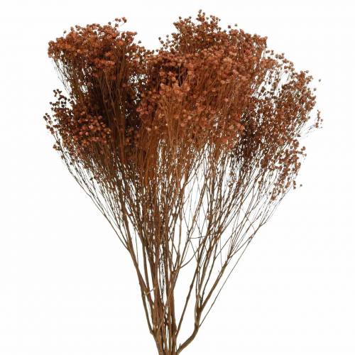 Floristik24 Džiovintų gėlių šluota Bloom Brown 170g